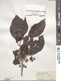 Cordia dichotoma image