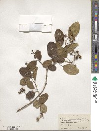 Cordia dichotoma image