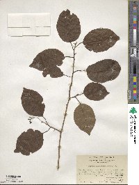 Cordia dichotoma image