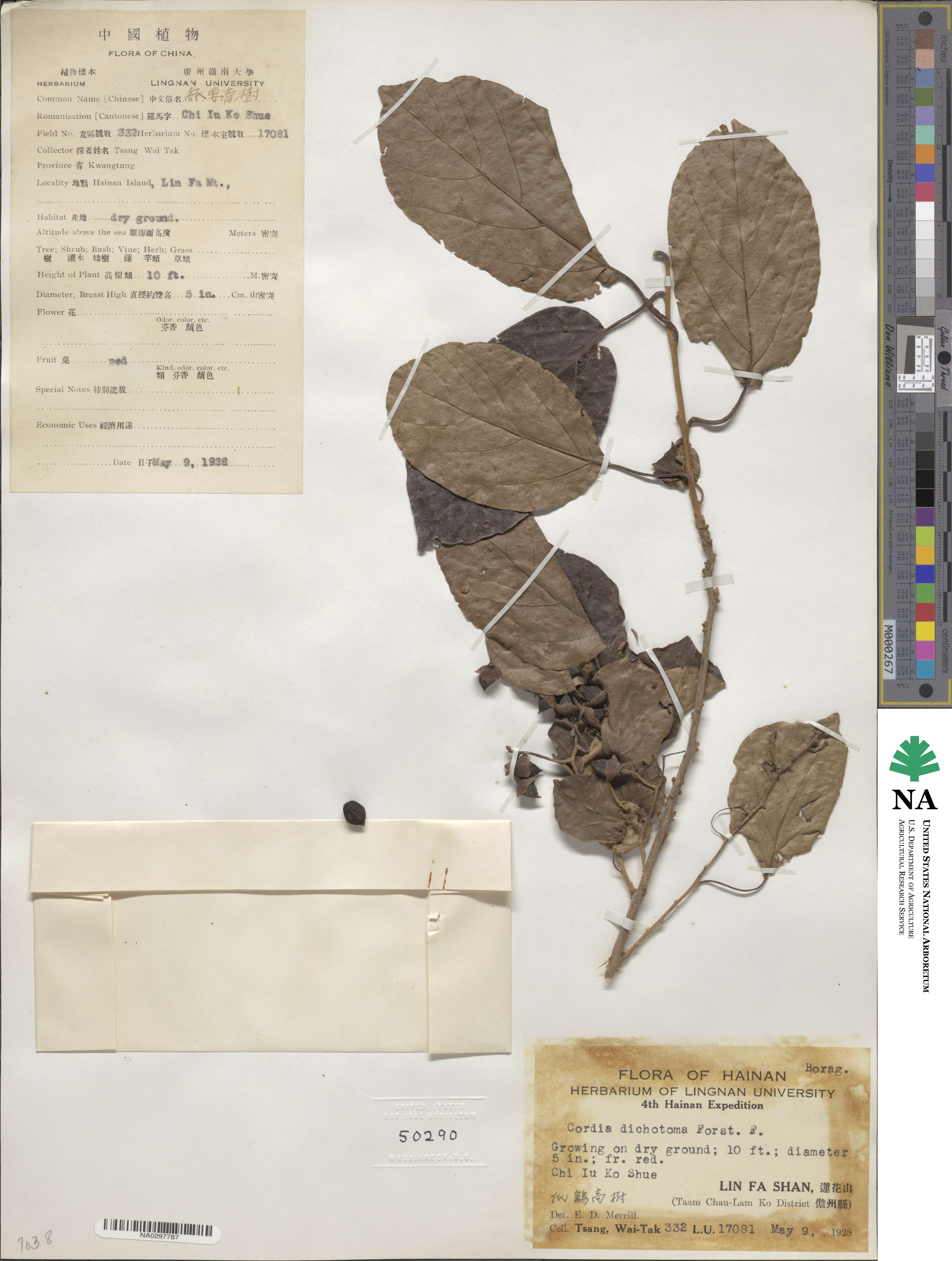 Cordia dichotoma image