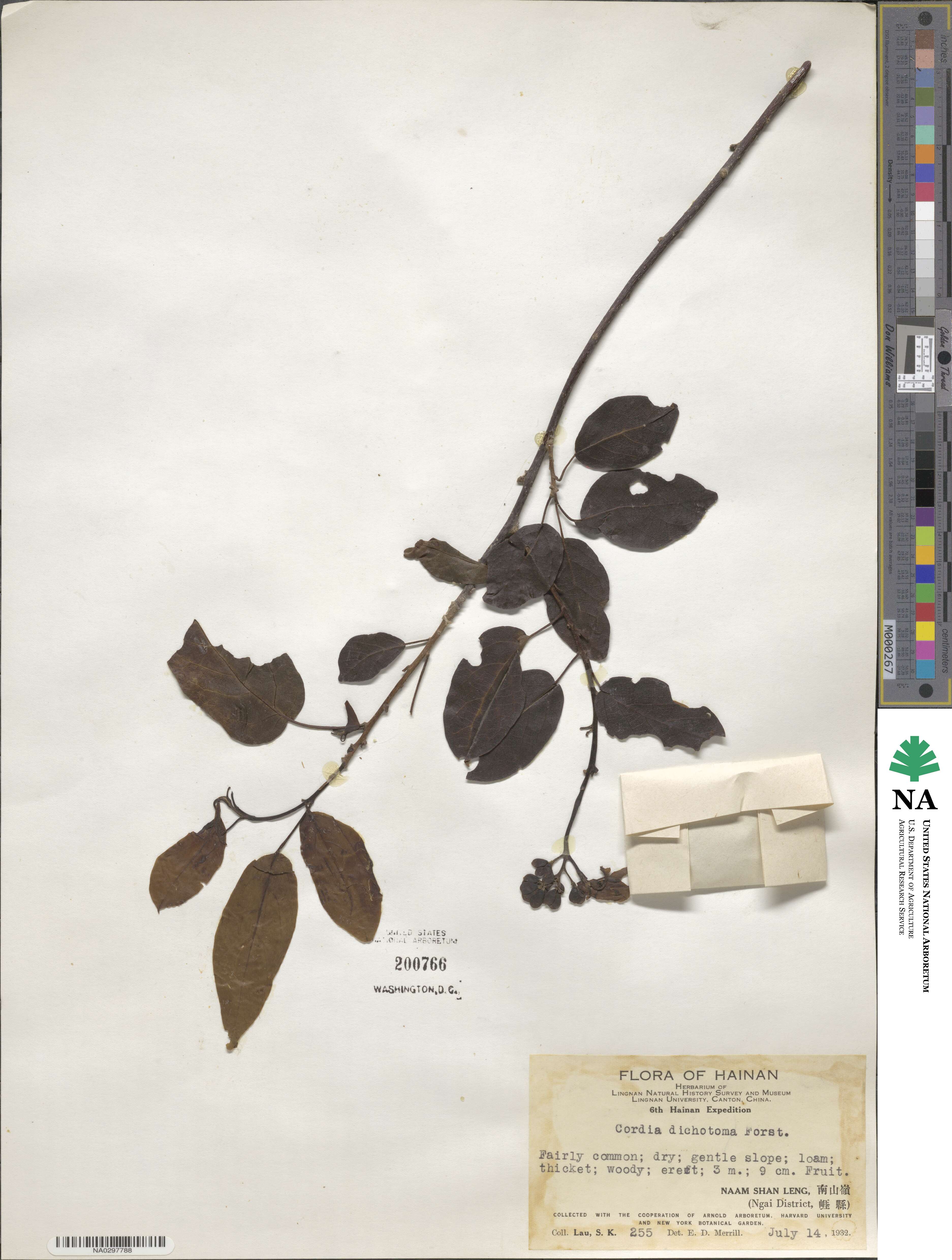 Cordia dichotoma image