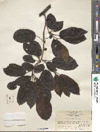 Cordia dichotoma image