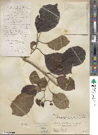 Cordia dichotoma image