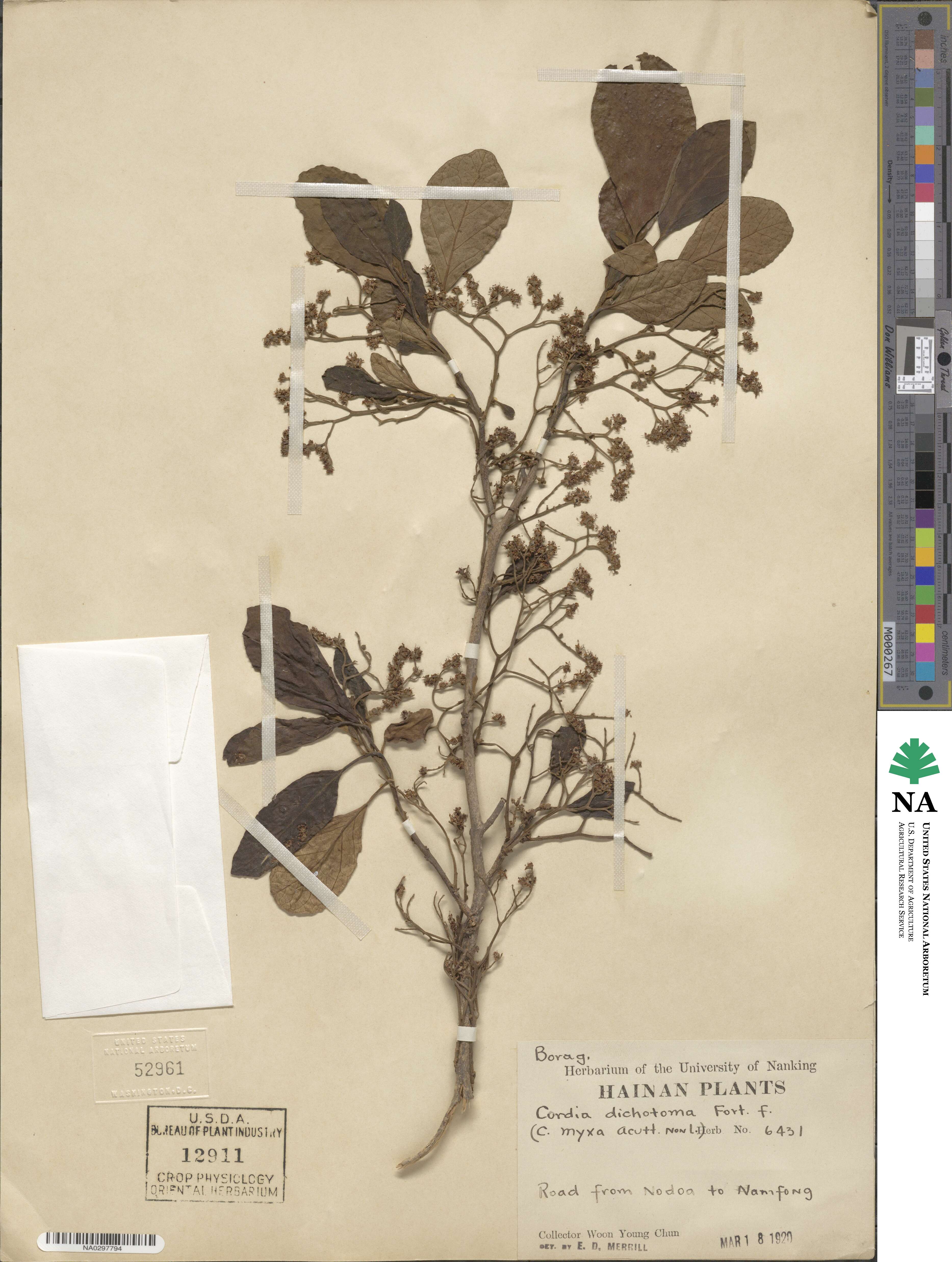 Cordia dichotoma image