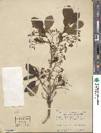 Cordia dichotoma image