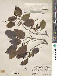 Cordia dichotoma image