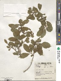 Cordia monoica subsp. monoica image