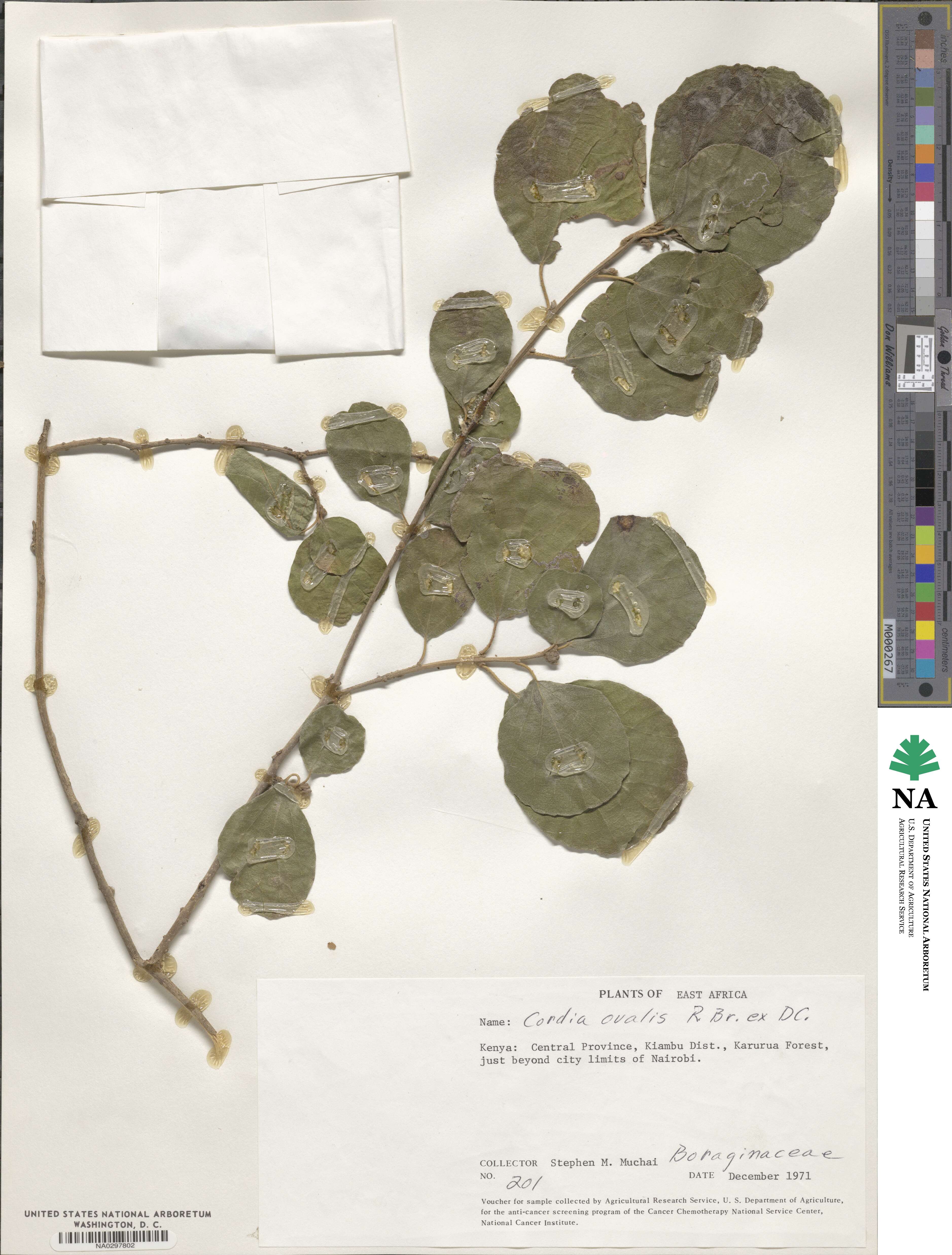 Cordia monoica image