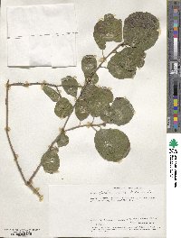 Cordia monoica subsp. monoica image