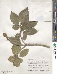 Cordia monoica subsp. monoica image