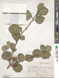 Cordia monoica subsp. monoica image