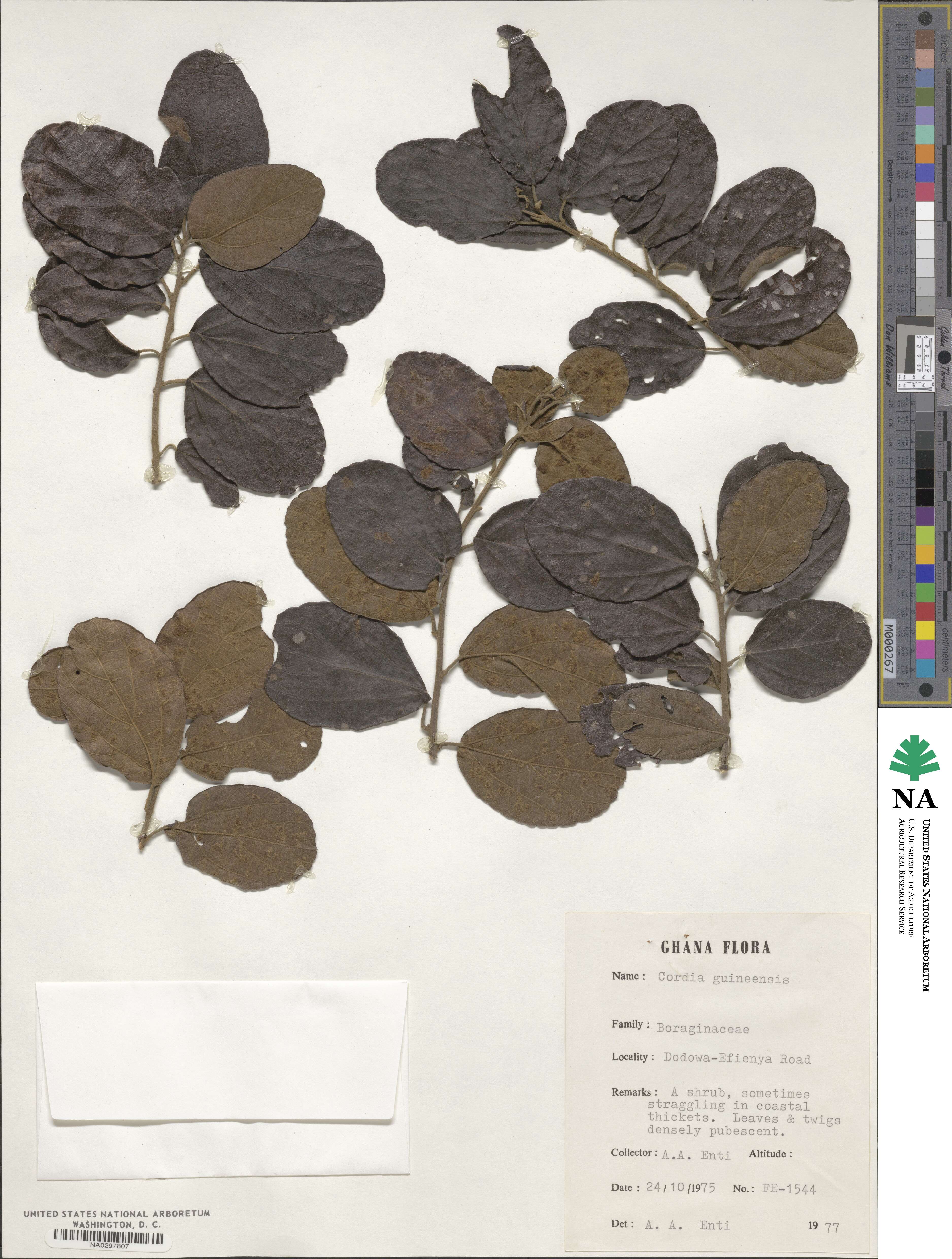 Cordia guineensis image