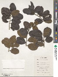 Image of Cordia guineensis