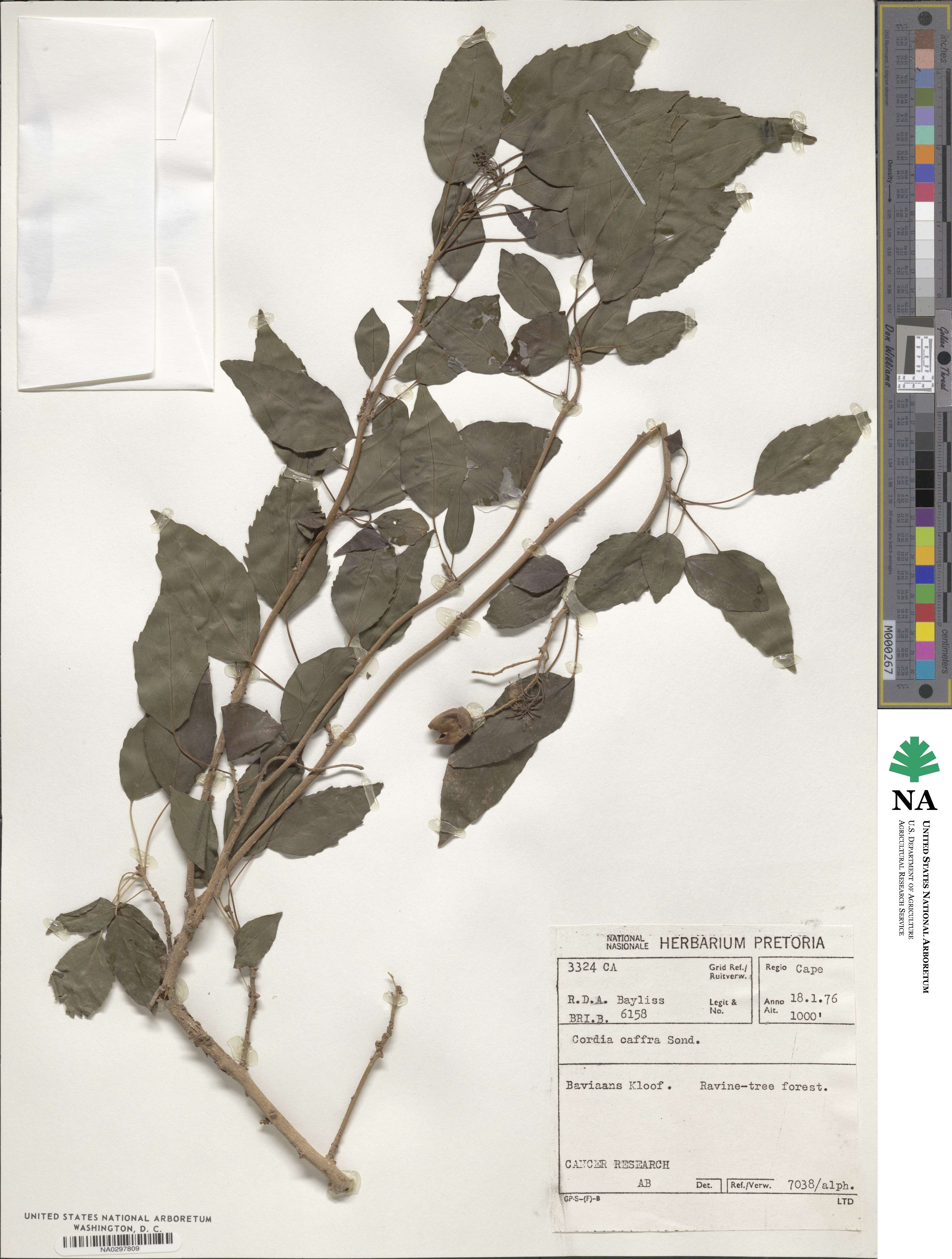 Cordia caffra image