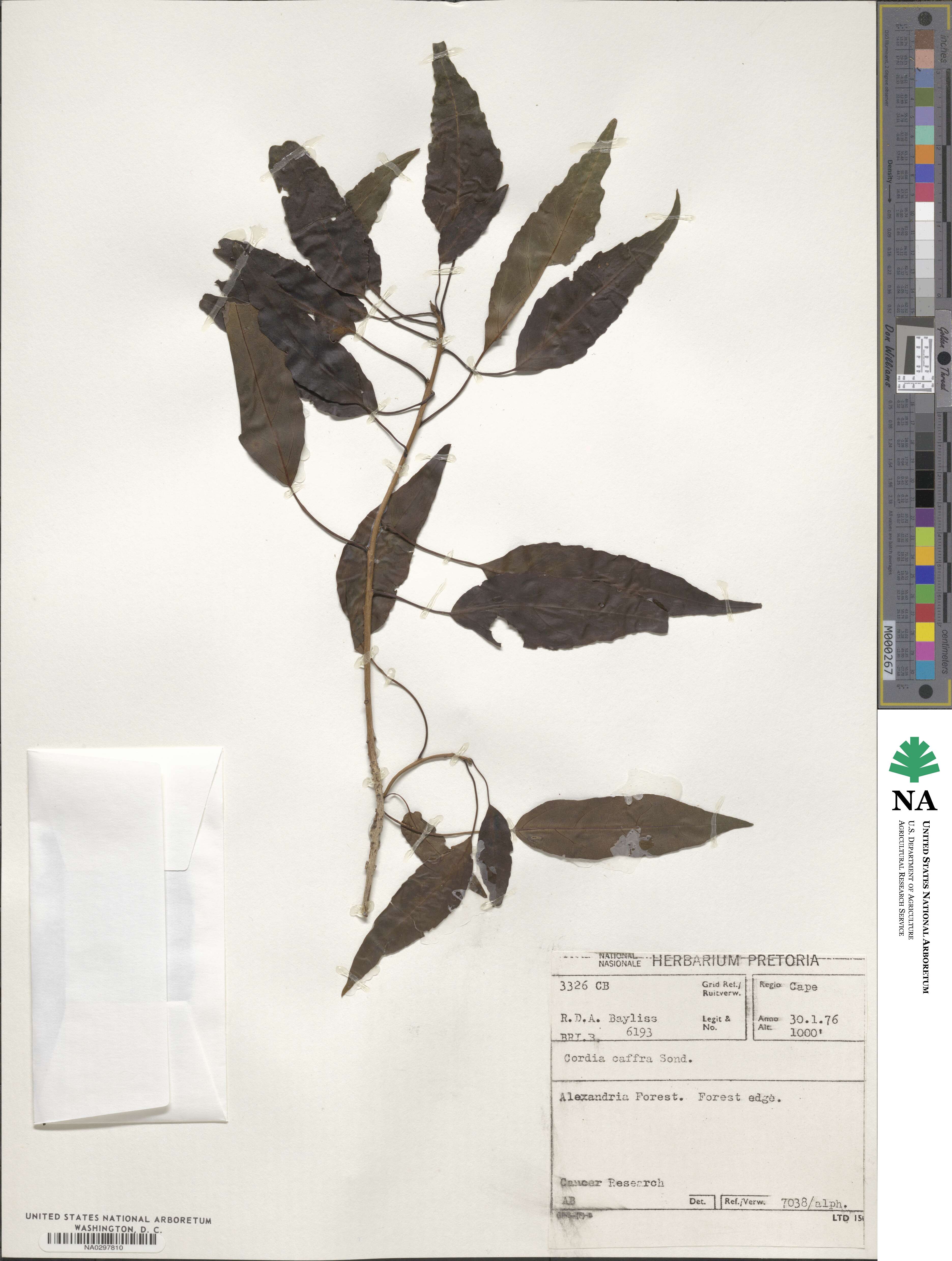 Cordia caffra image