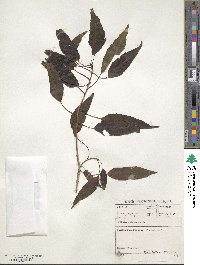 Cordia caffra image