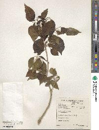 Cordia caffra image