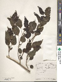 Cordia caffra image