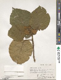 Image of Cordia africana