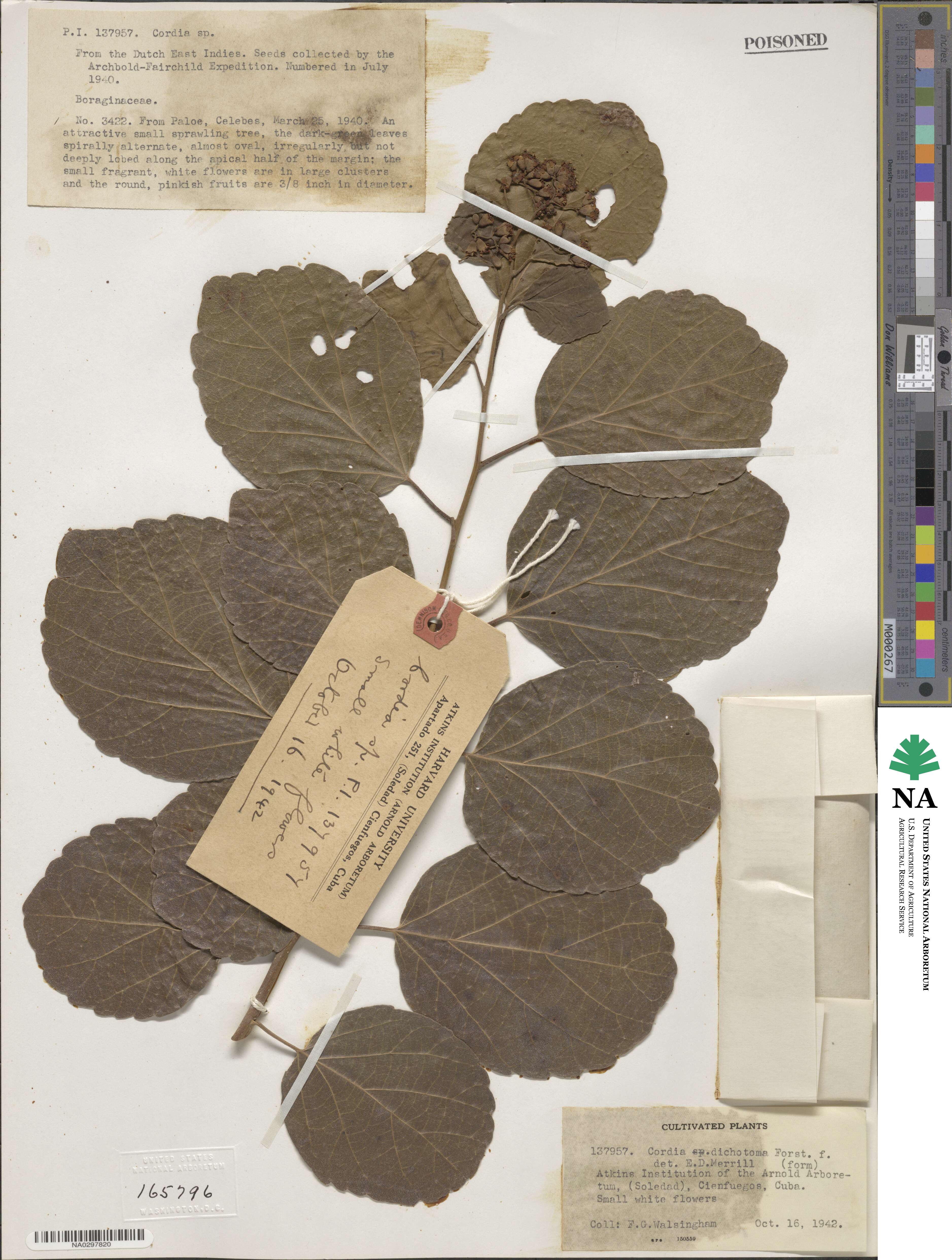 Cordia dichotoma image