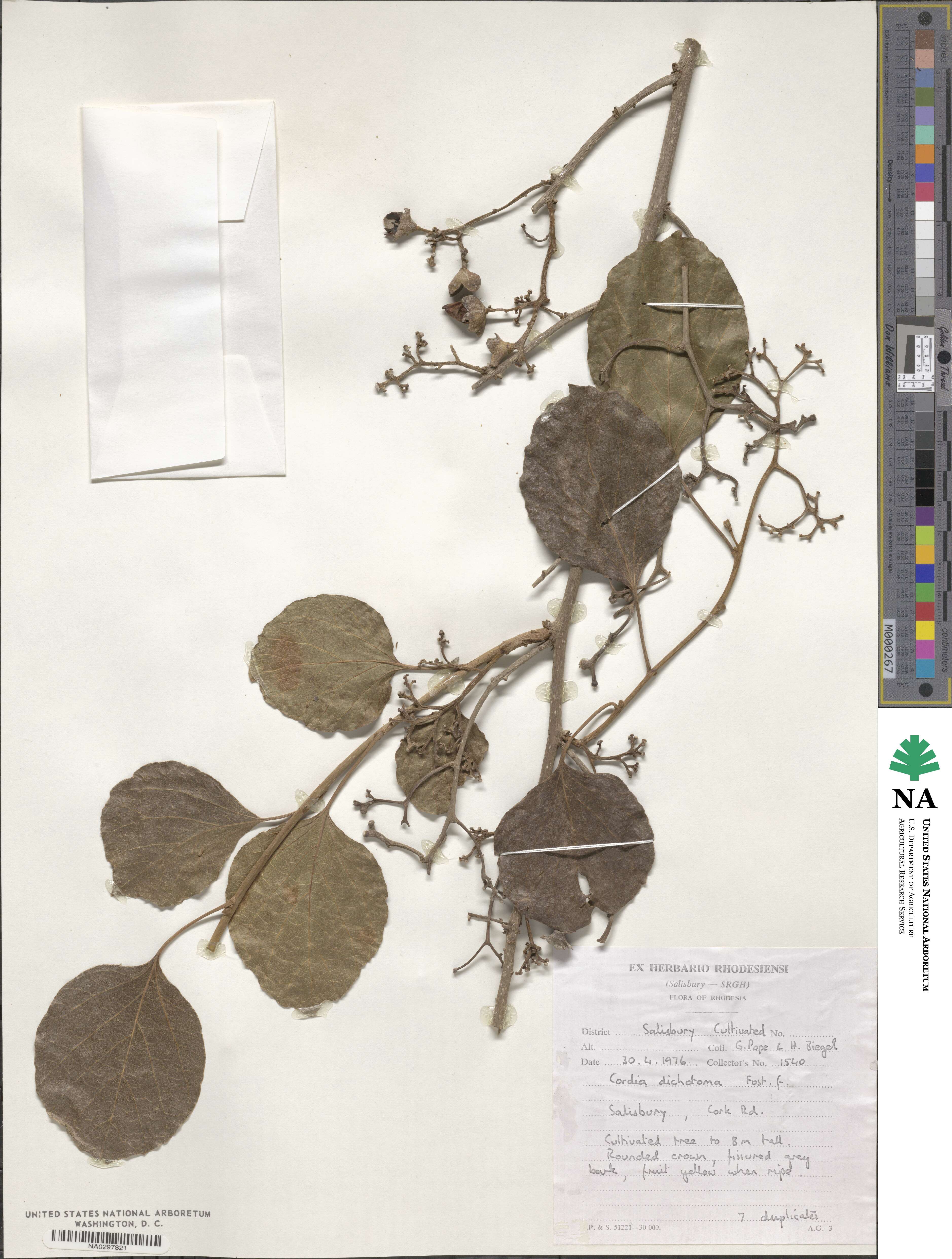 Cordia dichotoma image