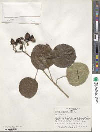 Cordia dichotoma image