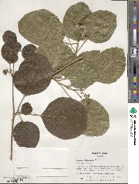 Cordia dichotoma image