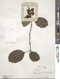 Cordia dichotoma image