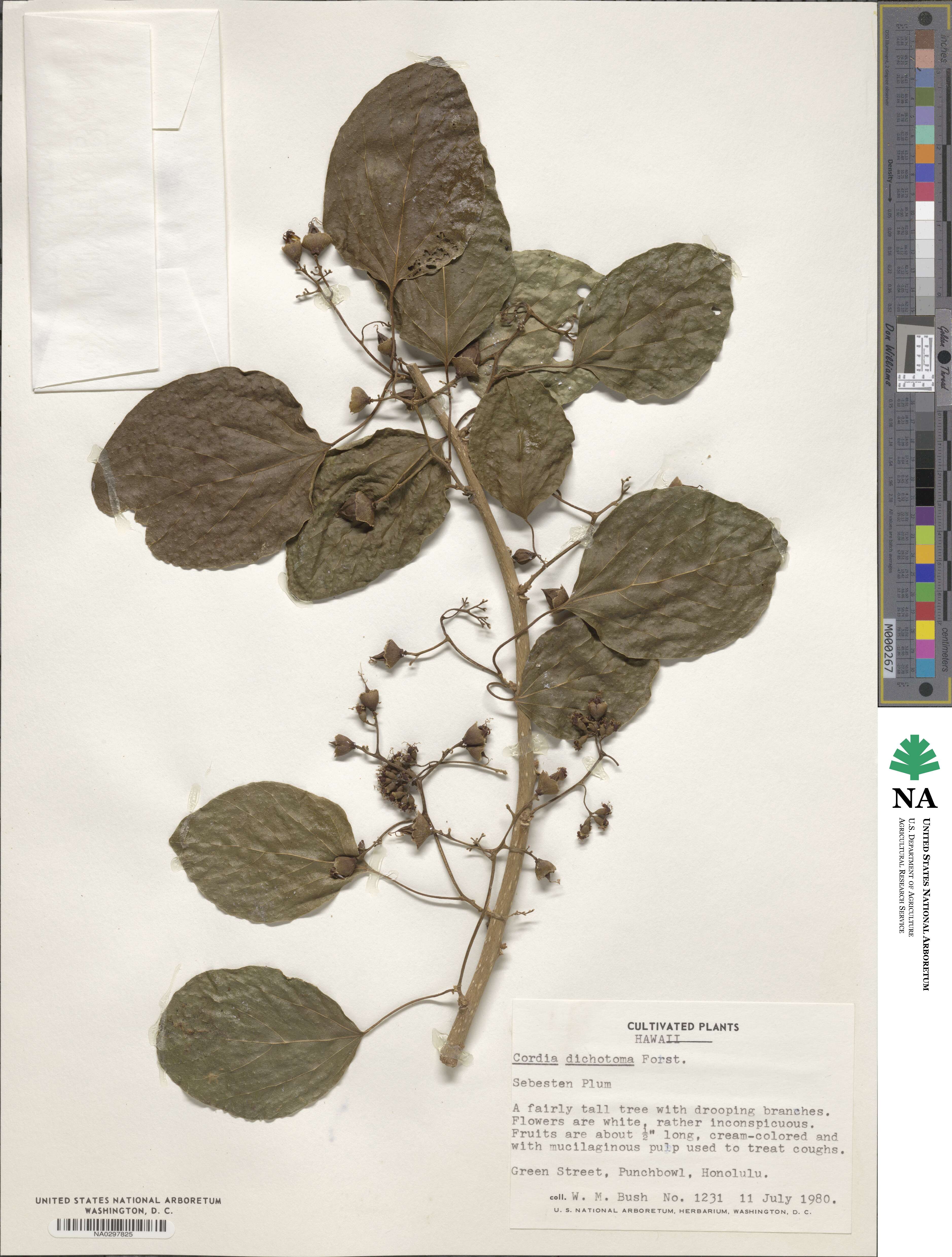 Cordia dichotoma image