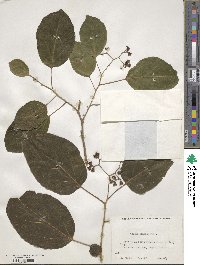 Cordia dentata image