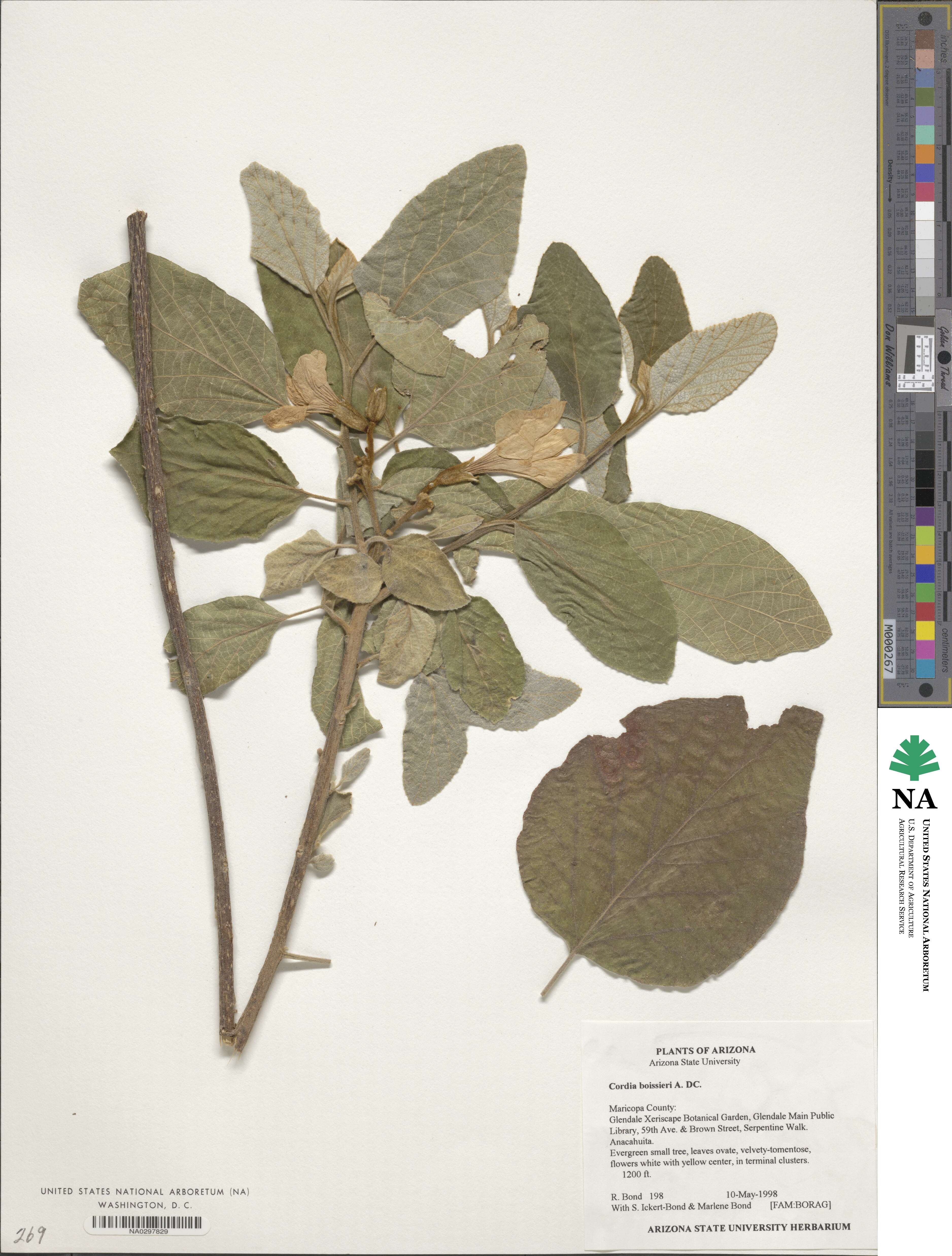 Cordia boissieri image