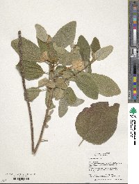 Cordia boissieri image