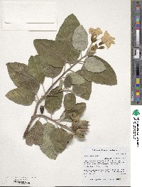 Cordia boissieri image