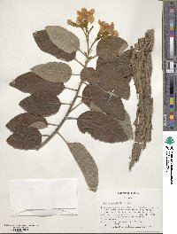 Cordia boissieri image