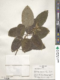 Cordia boissieri image