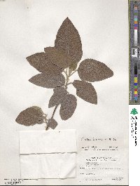 Cordia boissieri image