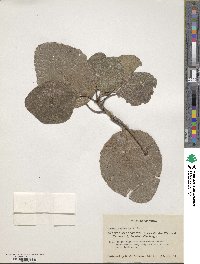 Image of Cordia angiocarpa