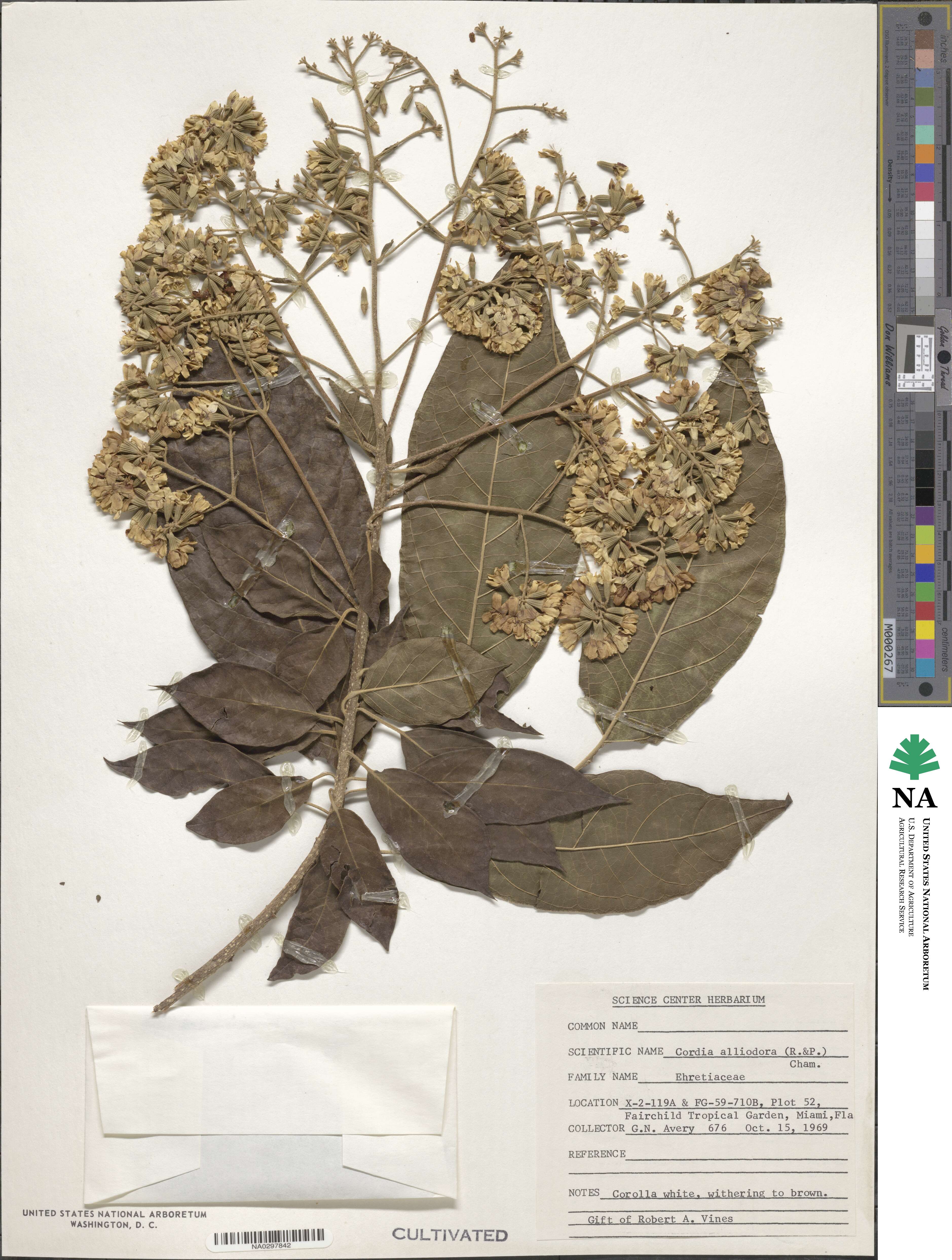 Cordia alliodora image