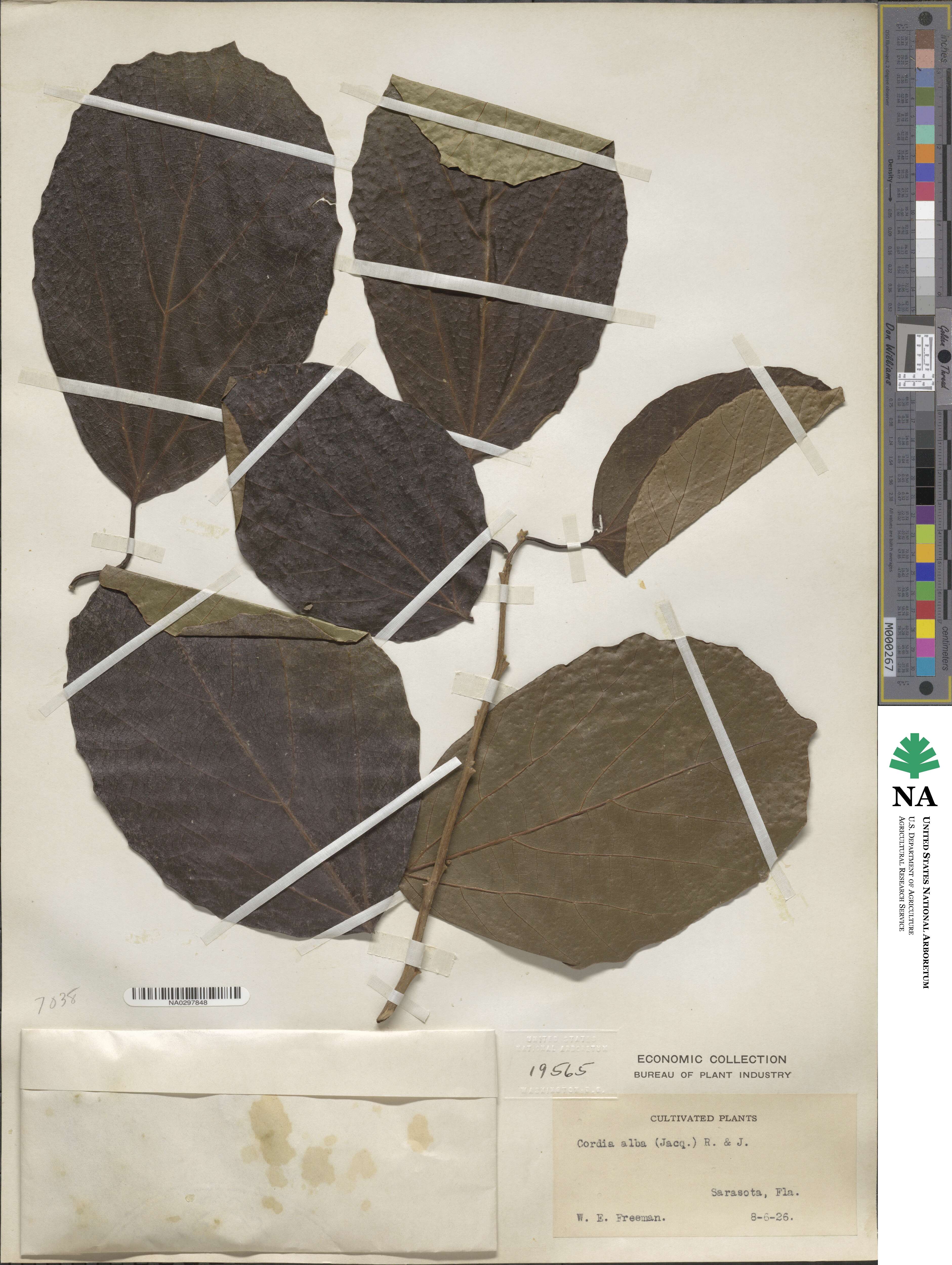 Cordia dentata image