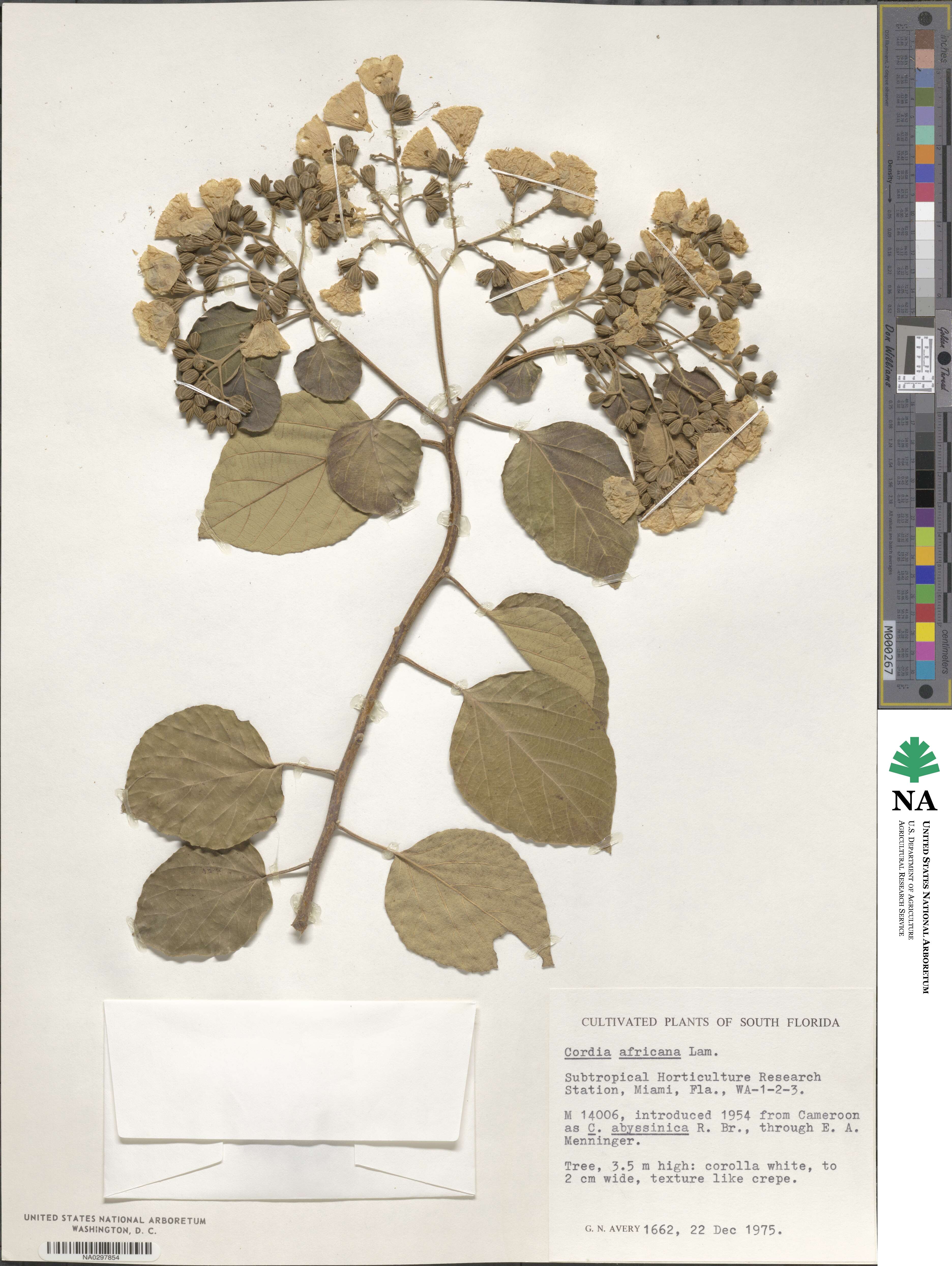 Cordia africana image