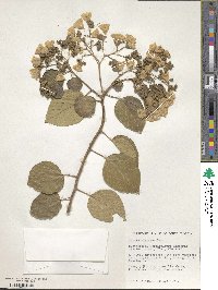 Cordia africana image