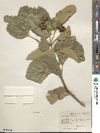 Cordia africana image