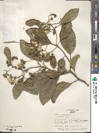 Cordia africana image