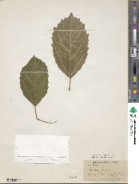 Cordia obliqua image