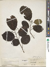 Cordia obliqua image