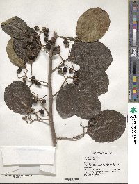 Cordia obliqua image