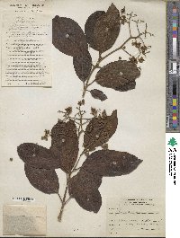 Cordia laevigata image