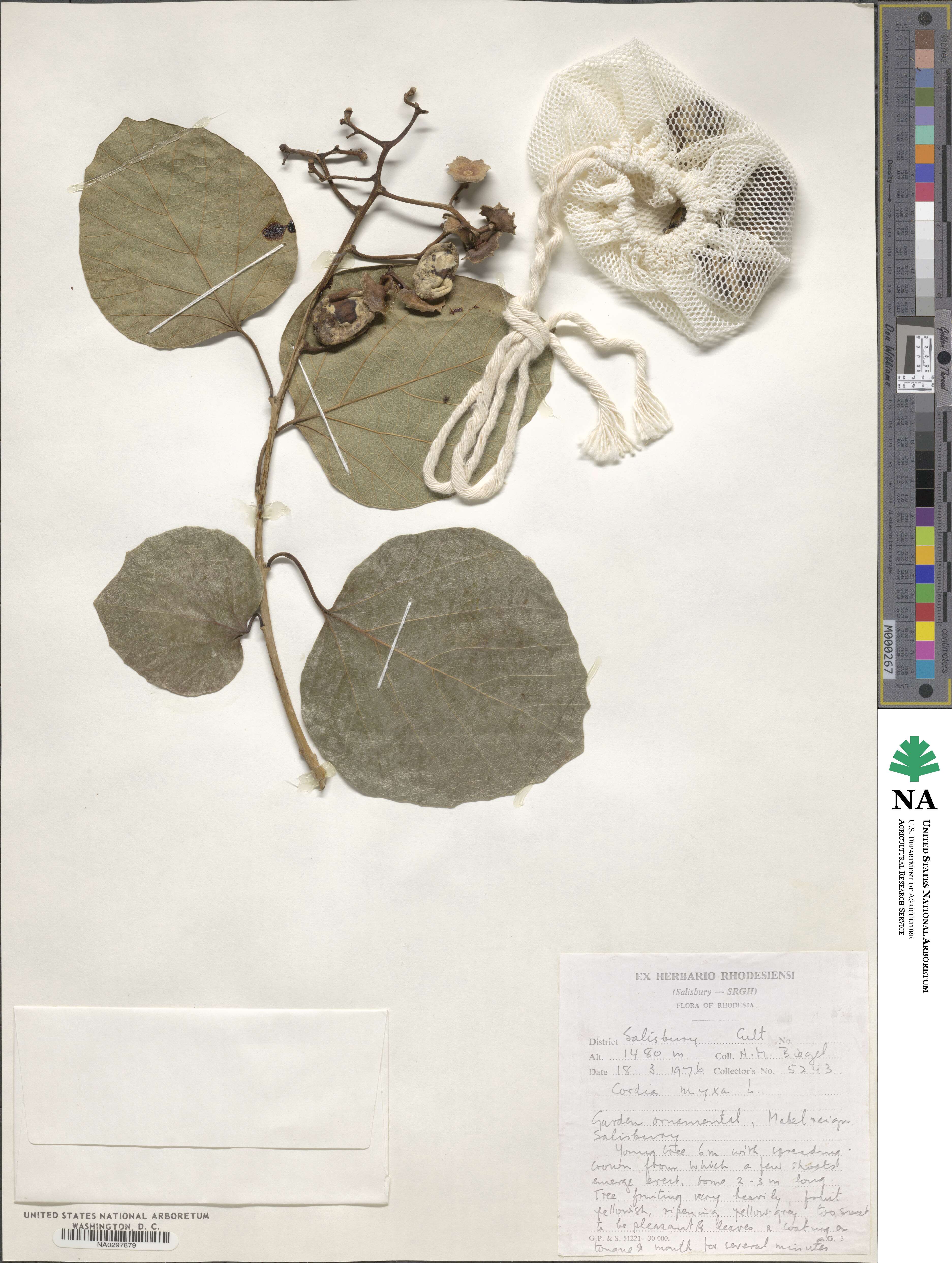 Cordia myxa image