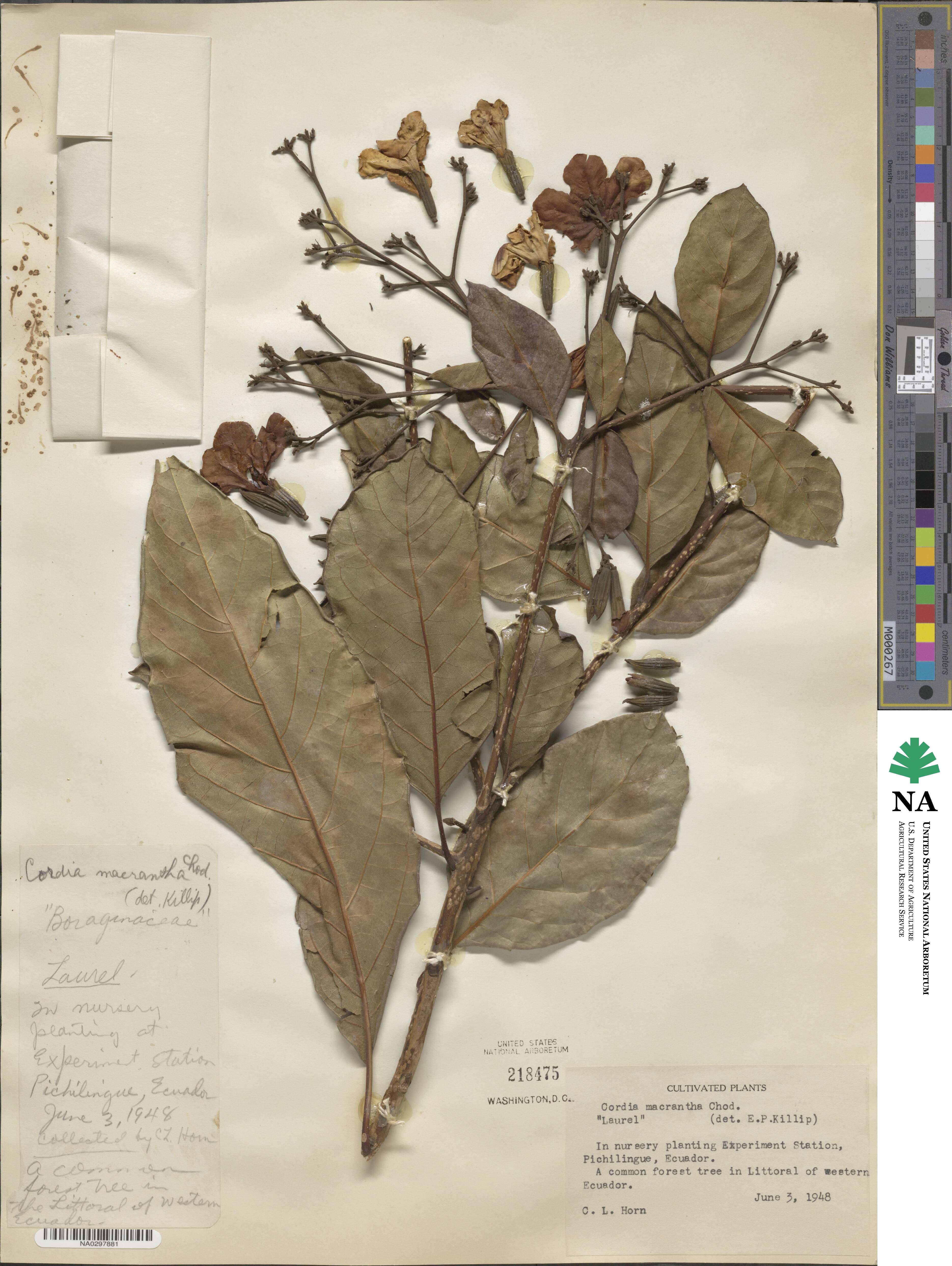 Cordia macrantha image