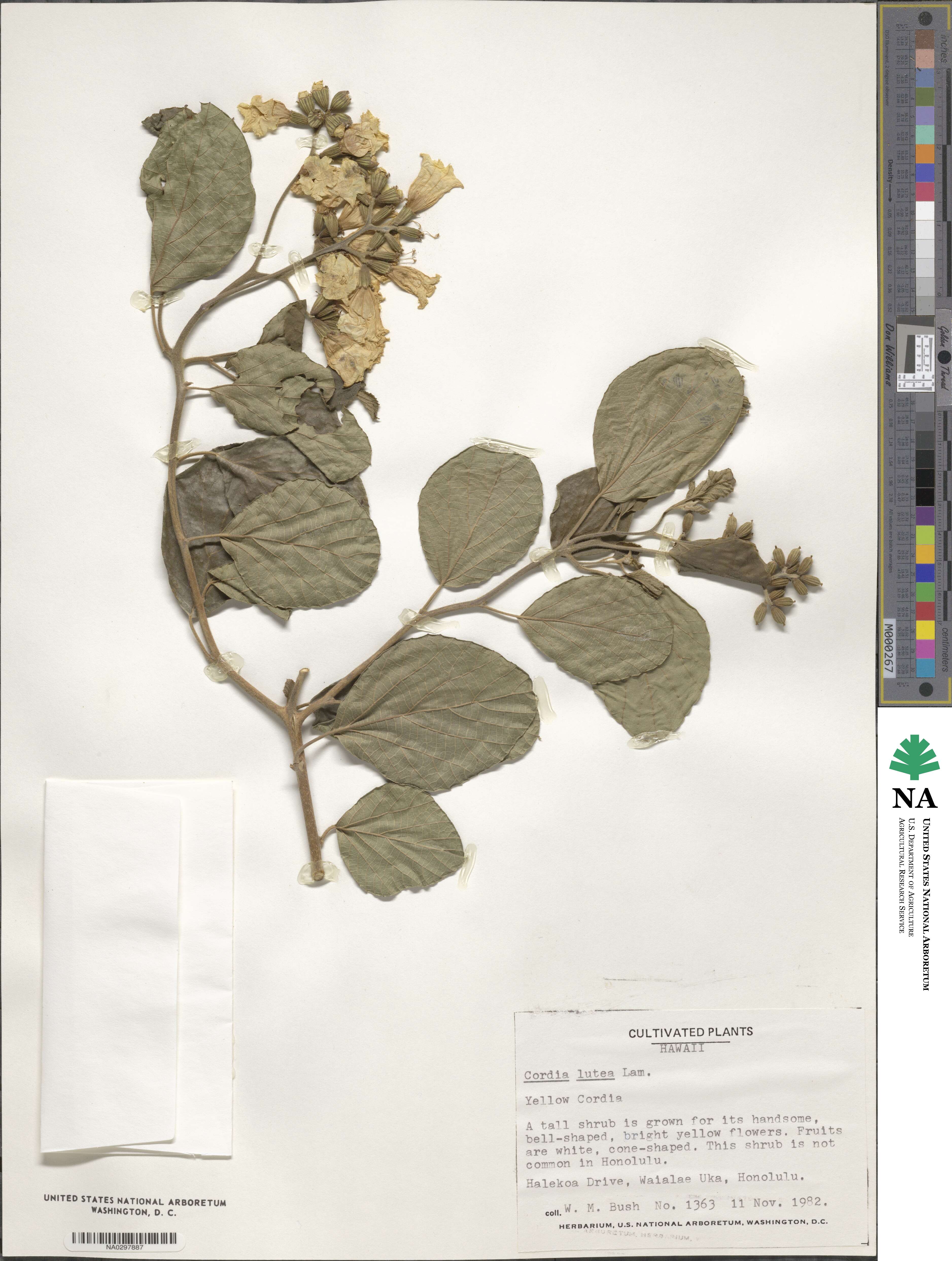 Cordia lutea image